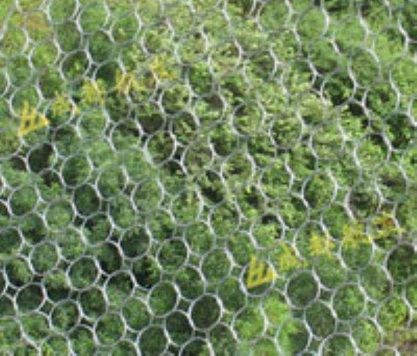 被動環形網 被動環形網